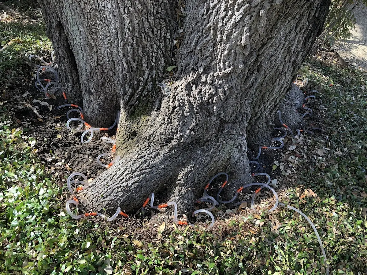 Detailed Tree Cabling and Bracing job site in Lake Arthur