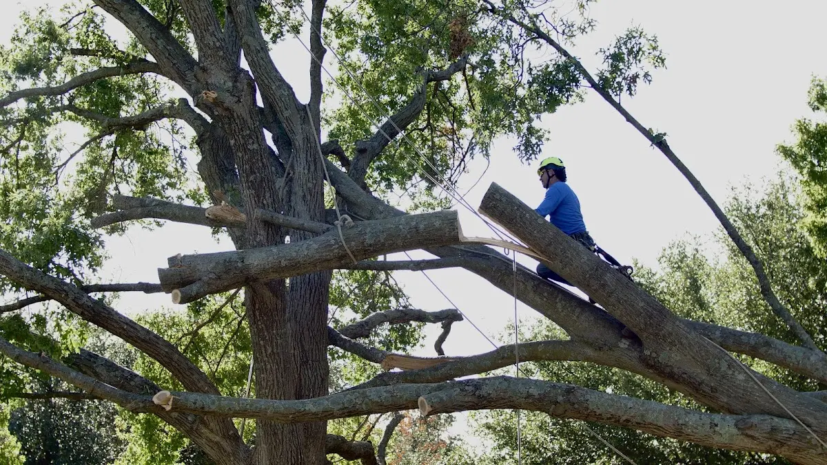 Professional Crown Thinning performed by certified arborists in Lake Arthur